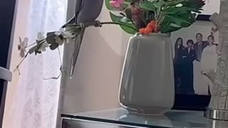 Mission Impossible parrot