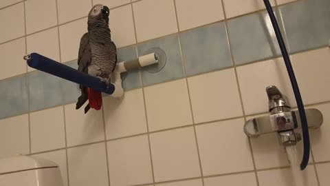 This parrot loves to sing in the bathroom