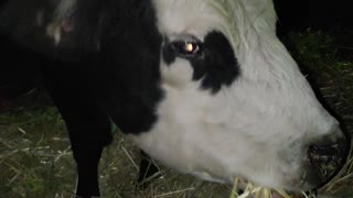 Big Cow Karen
