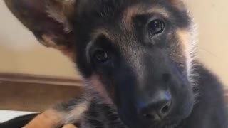 German Shepherd puppy adorably reacts to magic word