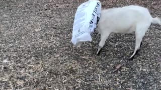 Goat Got Stuck While Snacking