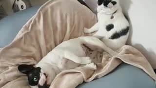 Puppy forcefully held down by cat for bath time