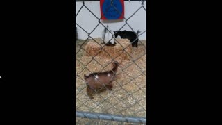 Just baby goats playing