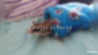 My cute gliders