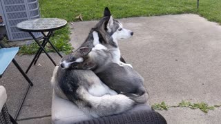 New puppy addition falls in love with older husky