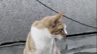 street cat aegyo