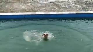 Cute dog sliding into a waterslide