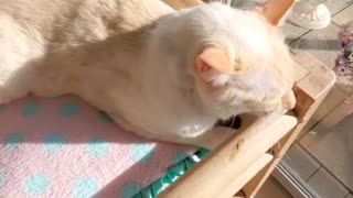 This cute cat is thoroughly enjoying the warm sunshine