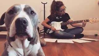 Jealous pit bull demands attention from her owner