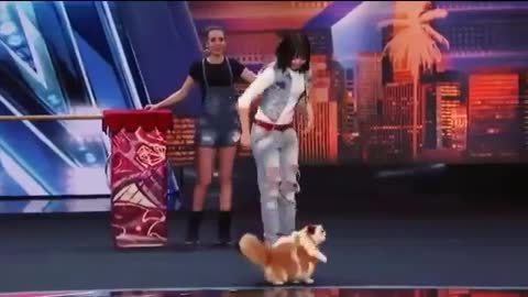 The incredible cat showed his play, people were surprised
