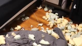 Dog Destroys Bedroom However Feels No Remorse