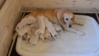 Litter of puppies swarm mom for their breakfast