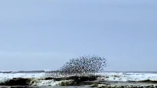 Amazing rythmic dance of flying birds