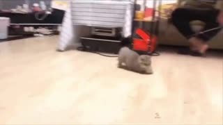 cute cat playing ball