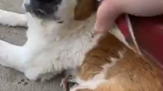 Four Doggos Try Whipped Cream for the First Time