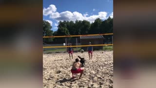 Funny dog playing volleyball