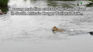 Crocodile Attacks Lion in River