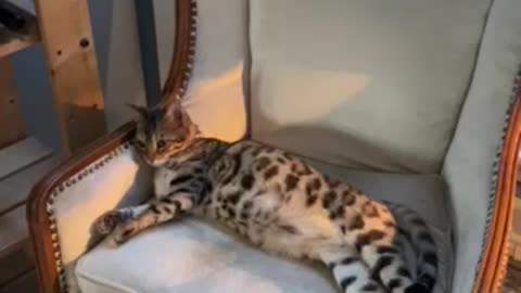 Bengal Chilling with The Babysitter
