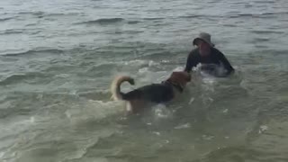 Athena the German Shepherd first time in the ocean..