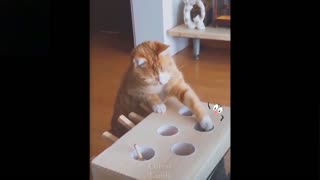 cute cat playing MUST WATCH