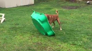 Rambunctious Boxer Playfully Bounces on Toy