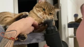 Cat Mesmerized by Vibrating Massage Toy