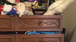 Cockatoo Cleans Out Sock Drawer