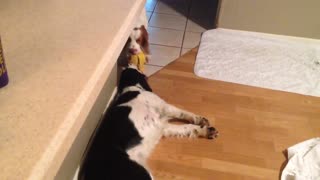 The laziest game of puppy tug-of-war you’ll ever see