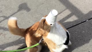 Puppy Desperately Trying to Finish Puppuccino