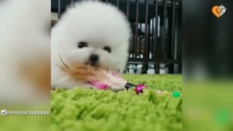 Cute Mini Teacup Pomeranian Puppy