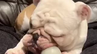 Bulldog Makes Silly Faces While Chewing on Toy