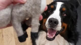 Bernese Mountain Dog jumps to catch his favorite toy