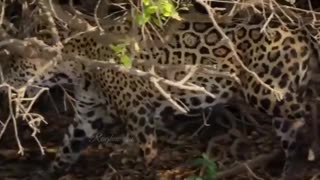 Jaguar Attack #Shorts