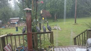 Guineas Singing In The Rain