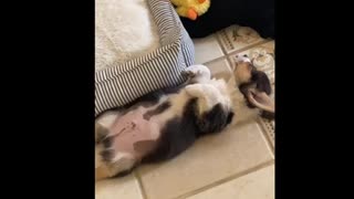 Puppy doesn't understand how to sleep in his own bed