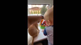 cute little dog and cats/ with Baby