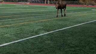 Moose Shows Off Soccer Skills