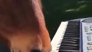 Horse Playing Piano by Mouth | Funny videO | Viral videO