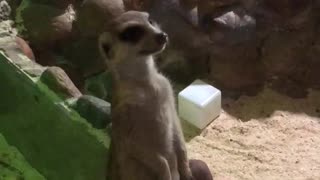 Very cute meerkat