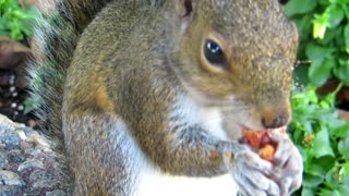 Squirrel is eating