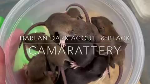 Harlan Dark Agouti Rats