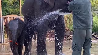 Elephant bathing 1