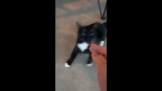 Cat refuses to let woman pet it...
