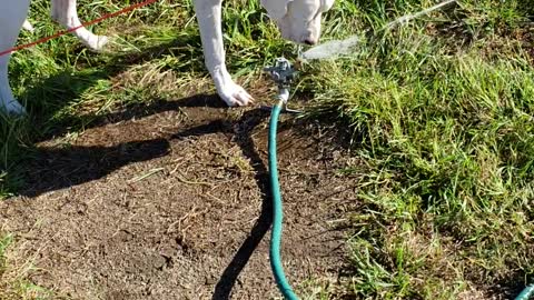 Dog "Owns" Sprinkler