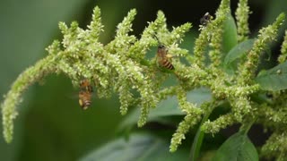 Life Of Honey Bees On Green Filed