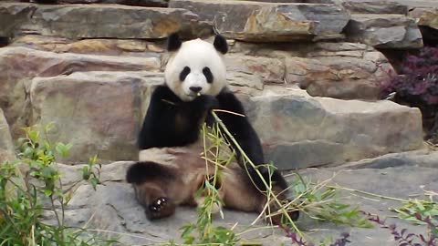Panda bear eating bamboo at the Adelaide Zoo, South Australia