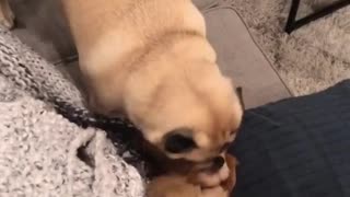 Pug wakes up his sleeping puppy friend
