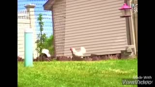 funny videos compilation 2020 - Funny chickens