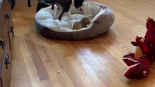 Boston Terrier is Not a Fan of Sharing Her Bed