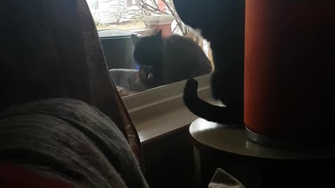 Indoor kitty and outside friend